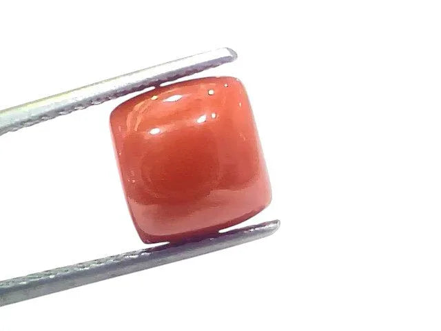 6.52 Ct 7.22 Ratti Natural Untreated Italian Red Coral Moonga Gems - Venus Gems