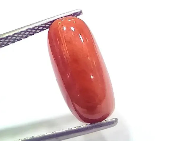 6.61 Ct 7.34 Ratti Natural Italian Red Coral Moonga Gemstone - Venus Gems