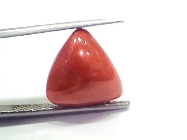 6.56 Ct 7.28 Ratti Natural Italian Triangle Red Coral Moonga Gemstone - Venus Gems
