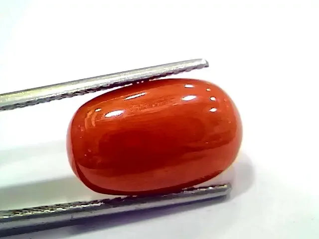 6.56 Ct 7.28 Ratti Natural Italian Red Coral Moonga Gemstone - Venus Gems
