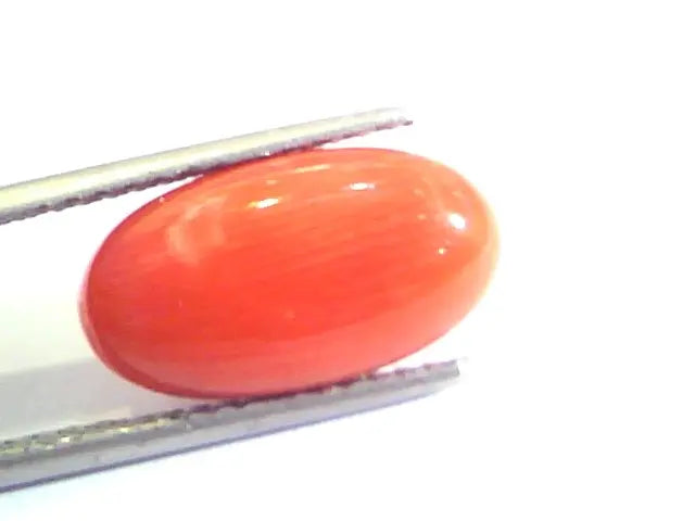 6.50 Ct Untreated Natural Premium Italian Red Coral AAAAA