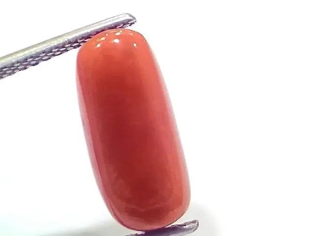 6.61 Ct 7.34 Ratti Natural Italian Red Coral Moonga Gemstone - Venus Gems