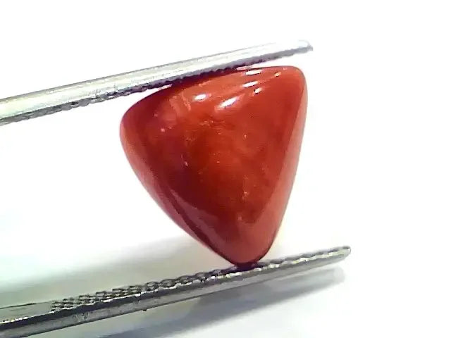 6.56 Ct 7.28 Ratti Natural Italian Triangle Red Coral Moonga Gemstone - Venus Gems