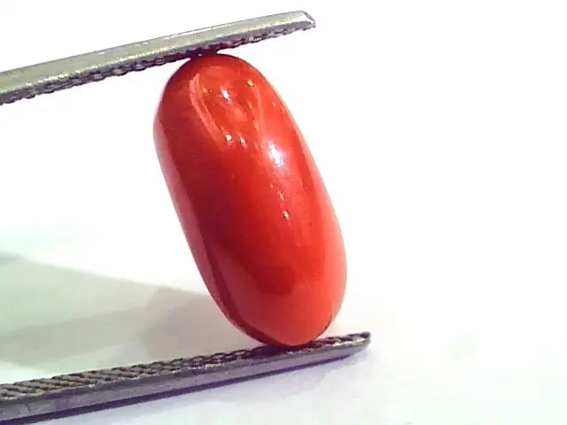 6.50 Carat Natural Italian Red Coral Moonga Gemstone AAAA