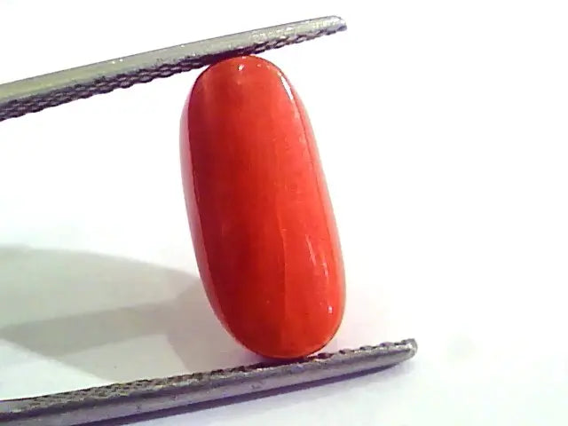 6.50 Carat Natural Italian Red Coral Moonga Gemstone AAAA