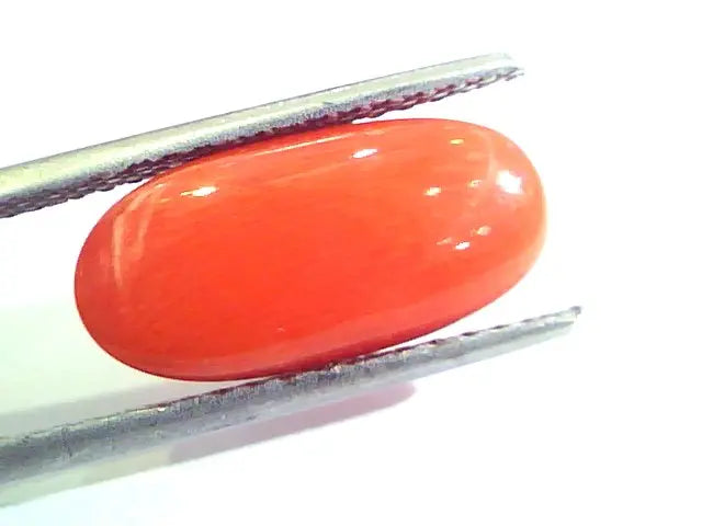 6.58 Ct Untreated Natural Premium Italian Red Coral AAAAA