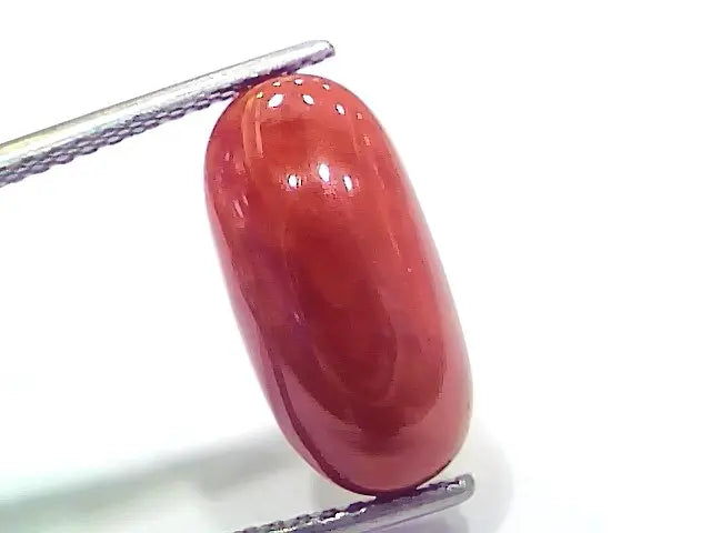 6.58 Ct 10.9 Ratti Natural Italian Red Coral Moonga Gemstone