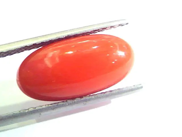 6.58 Ct Untreated Natural Premium Italian Red Coral AAAAA