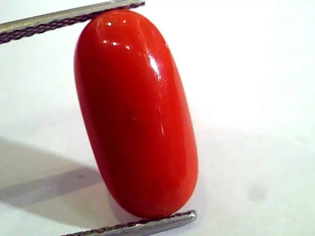 6.58 Ct Untreated Natural Premium Italian Red Coral AAAAA