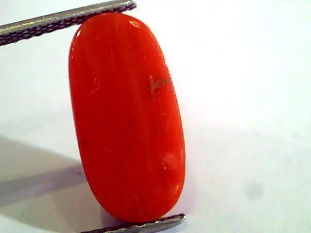 6.58 Ct Untreated Natural Premium Italian Red Coral AAAAA