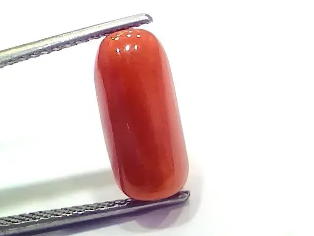 6.60 Ct 7.33 Ratti Natural Italian Red Coral Moonga Gemstone - Venus Gems