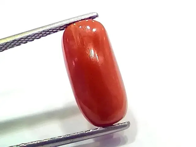 6.60 Ct 7.33 Ratti Natural Italian Red Coral Moonga Gemstone - Venus Gems