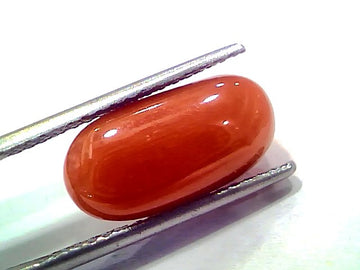 6.60 Ct 7.25 Ratti Natural Untreated Italian Red Coral Moonga AAAAA