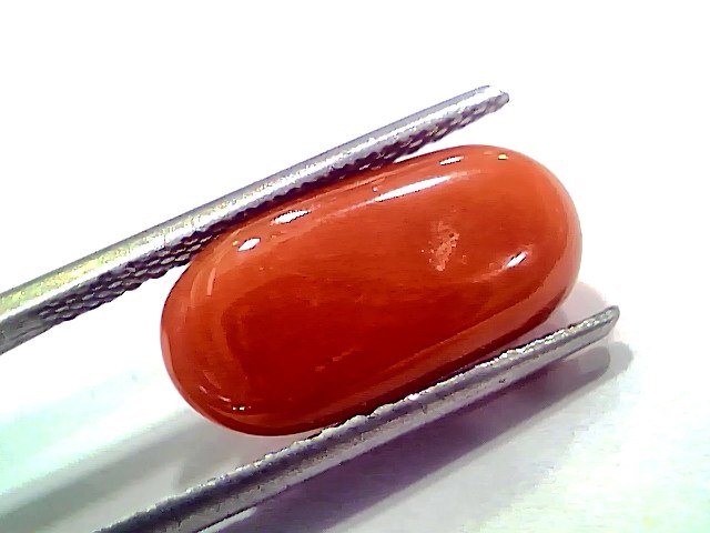 6.60 Ct 7.25 Ratti Natural Untreated Italian Red Coral Moonga AAAAA