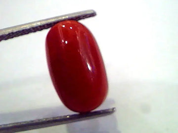 6.62 Ct Untreated Natural Premium Red Italian coral AAA