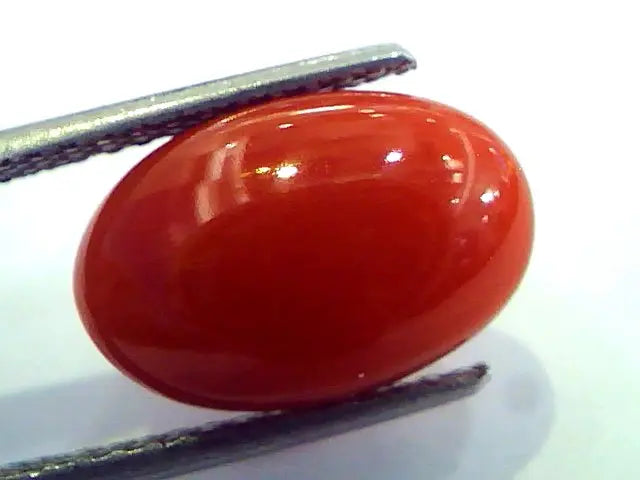 6.66 Ct Top Grade Premium Untreated Natural Japan Red Coral Gemstone