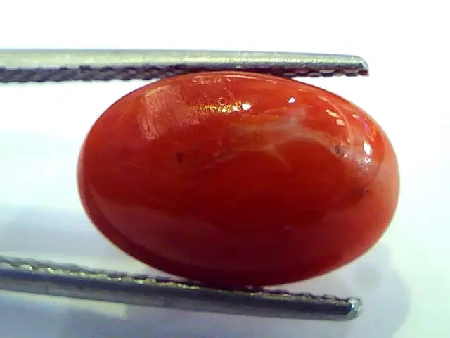 6.66 Ct Top Grade Premium Untreated Natural Japan Red Coral Gemstone