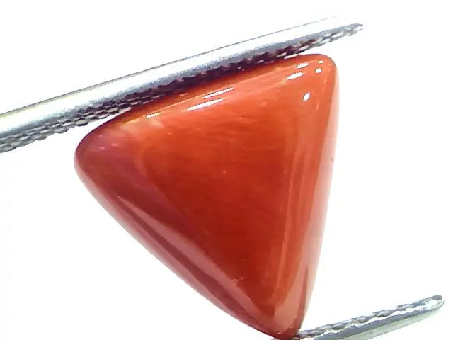 6.70 Ct 11.1 Ratti Natural Italian Triangle Red Coral Moonga Gemstone