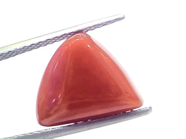6.68 Ct Natural Italian Triangle Red Coral Trikon Moonga Gemstone - Venus Gems