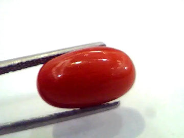 6.72 Ct Untreated Natural Premium Red Italian Coral AAA