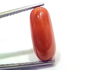 6.75 Ct 11.16 Ratti Natural Italian Red Coral Moonga Gemstone