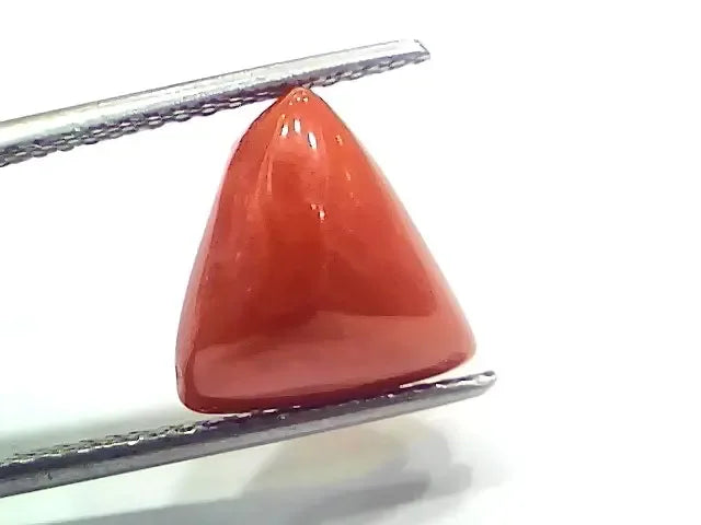 6.73 Ct 7.47 Ratti Natural Italian Triangle Red Coral Moonga Gemstone - Venus Gems