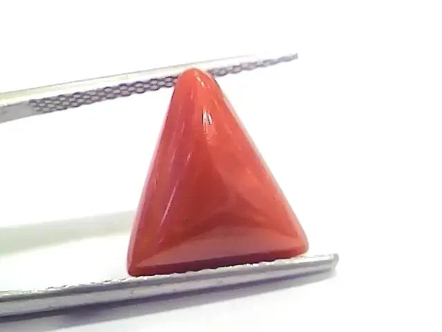 6.69 Ct 7.43 Ratti Natural Italian Triangle Red Coral Moonga Gemstone - Venus Gems