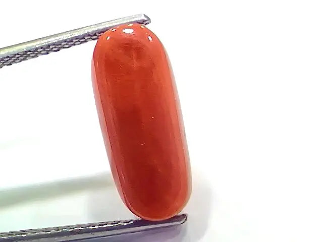 6.75 Ct 11.16 Ratti Natural Italian Red Coral Moonga Gemstone
