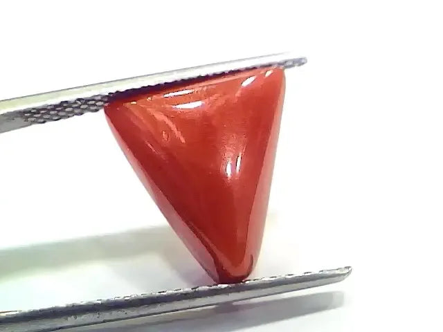 6.69 Ct 7.43 Ratti Natural Italian Triangle Red Coral Moonga Gemstone - Venus Gems