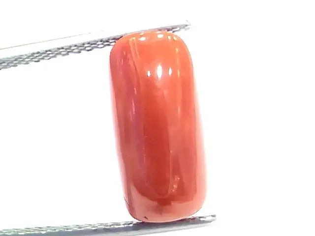 6.68 Ct 7.42 Ratti Natural Italian Red Coral Moonga Gemstone - Venus Gems