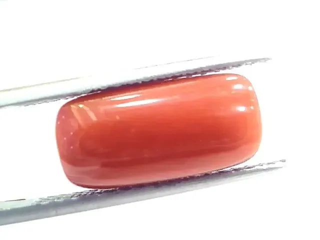 6.68 Ct 7.42 Ratti Natural Italian Red Coral Moonga Gemstone - Venus Gems