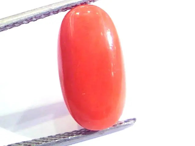 6.83 Ct Untreated Natural Premium Italian Red Coral AAAAA