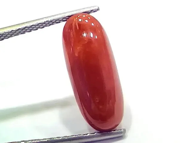 6.75 Ct 7.5 Ratti Natural Italian Red Coral Moonga Gemstone - Venus Gems