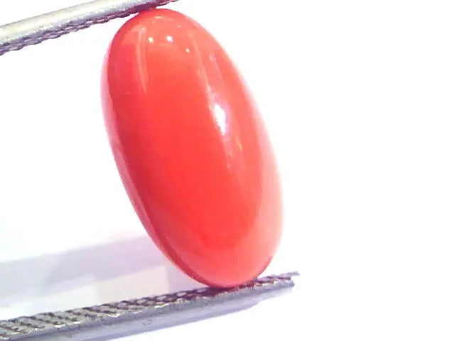 6.83 Ct Untreated Natural Premium Italian Red Coral AAAAA