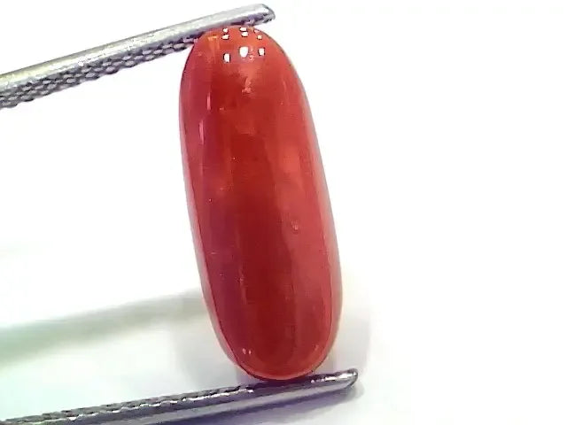 6.75 Ct 7.5 Ratti Natural Italian Red Coral Moonga Gemstone - Venus Gems