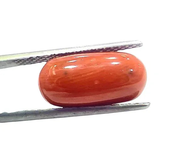 6.78 Ct 7.5 Ratti Natural Untreated Italian Red Coral Moonga Gems - Venus Gems