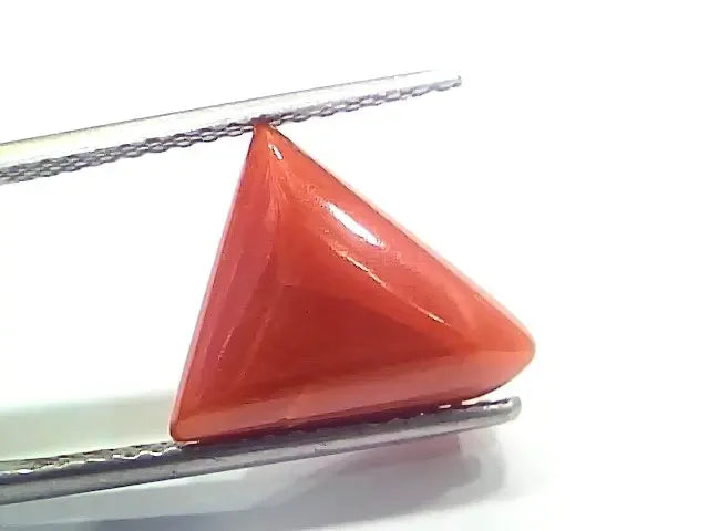 6.81 Ct 7.56 Ratti Natural Italian Triangle Red Coral Moonga Gemstone - Venus Gems