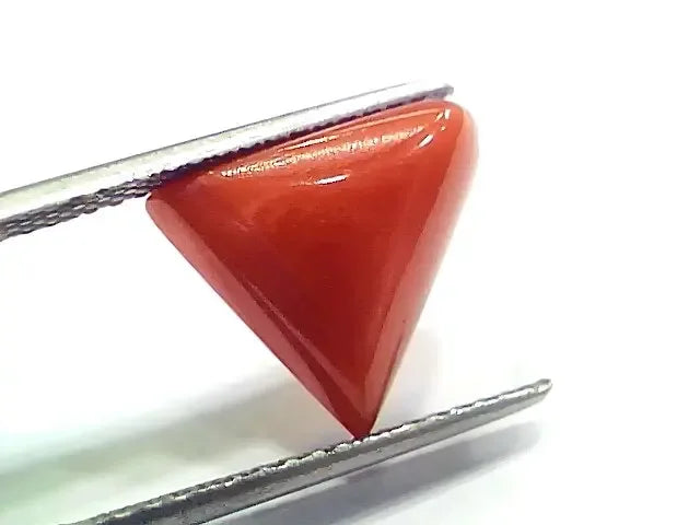 6.81 Ct 7.56 Ratti Natural Italian Triangle Red Coral Moonga Gemstone - Venus Gems