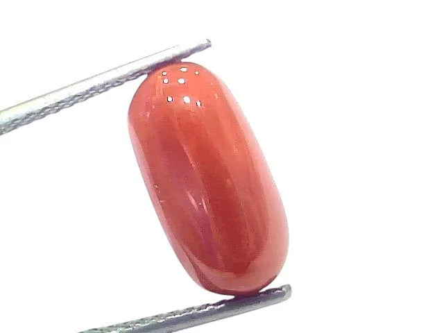 6.84 Ct 7.57 Ratti Natural Untreated Italian Red Coral Moonga Gems - Venus Gems