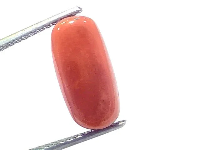 6.84 Ct 7.57 Ratti Natural Untreated Italian Red Coral Moonga Gems - Venus Gems