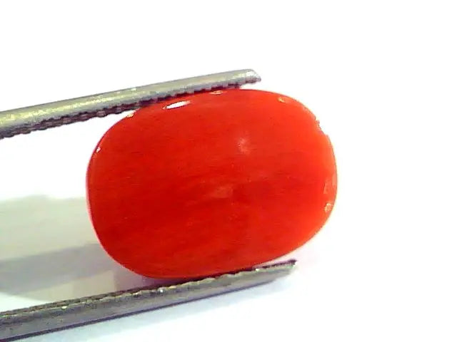 6.83 Ct Untreated Natural Premium Italian Red Coral AAAAA