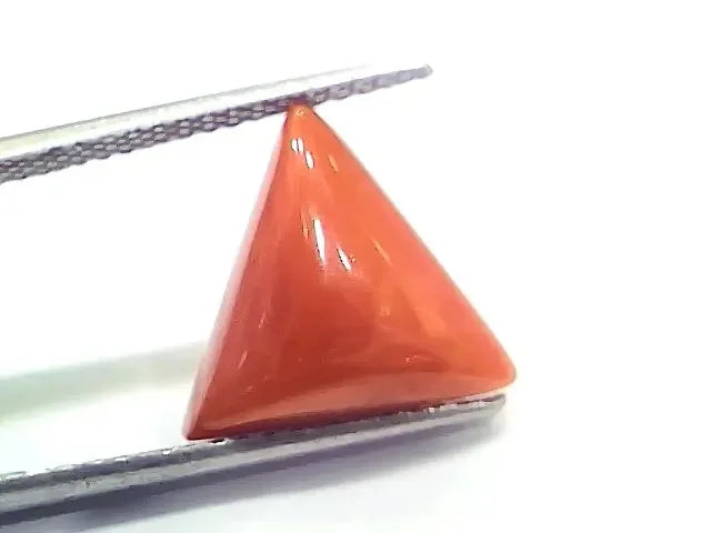 6.95 Ct 7.72 Ratti Natural Italian Triangle Red Coral Moonga Gemstone - Venus Gems