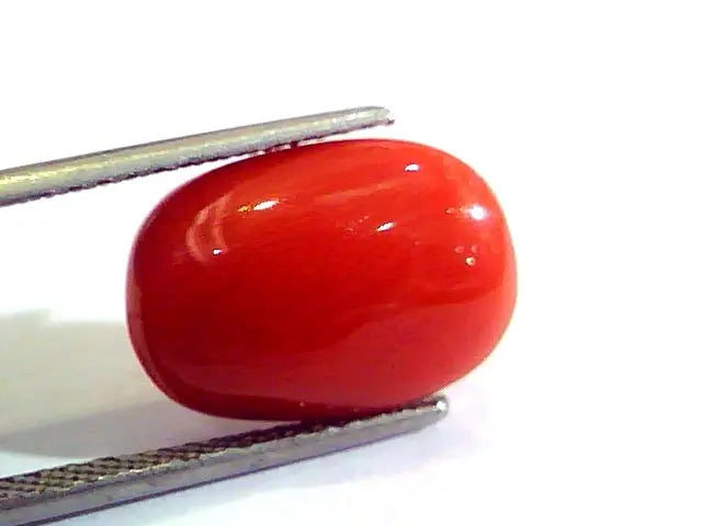 6.83 Ct Untreated Natural Premium Italian Red Coral AAAAA
