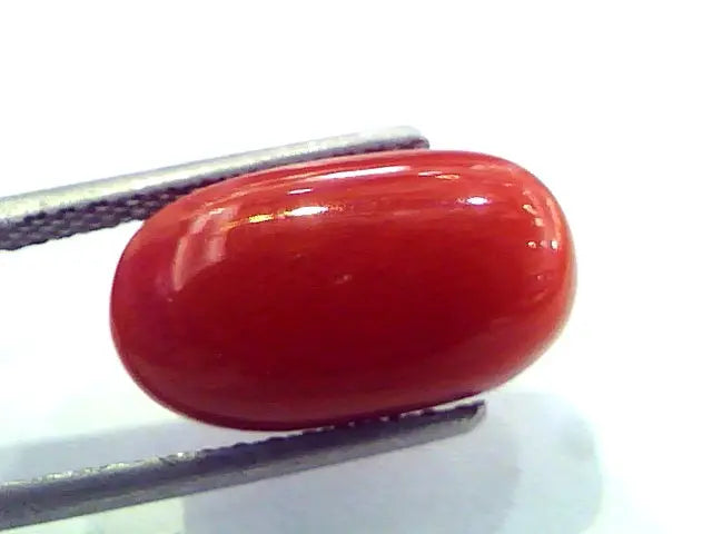6.87 Ct Untreated Natural Italian Red Coral Premium Quality AAA