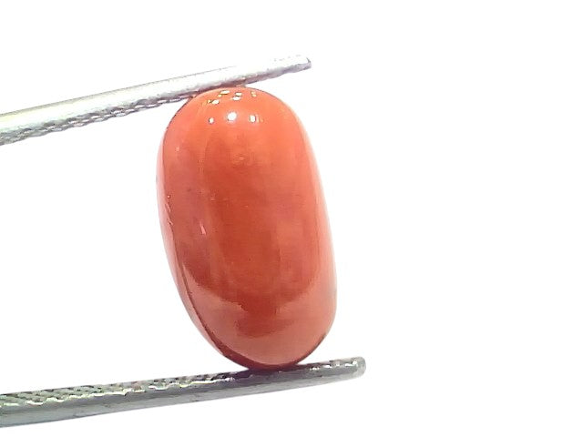 6.88 Ct 7.6 Ratti Natural Untreated Italian Red Coral Moonga Gems