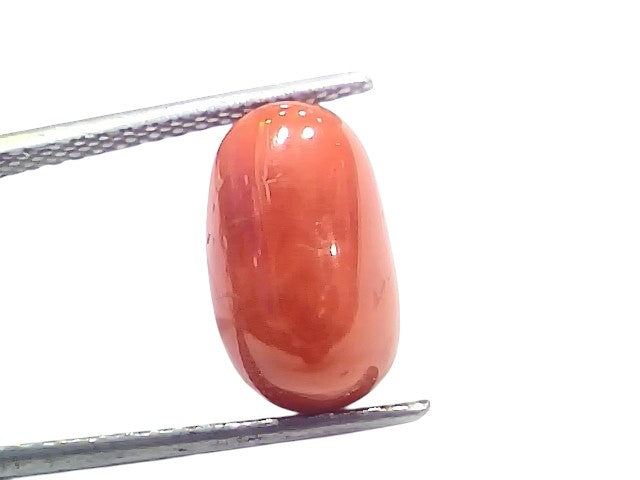 6.88 Ct 7.6 Ratti Natural Untreated Italian Red Coral Moonga Gems