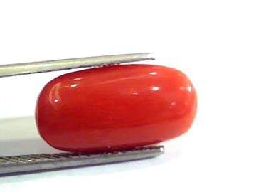 6.90 Ct Untreated Natural Premium Italian Red Coral AAAAA