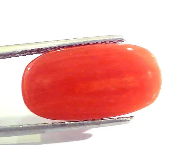 6.90 Ct Untreated Natural Premium Italian Red Coral AAAAA