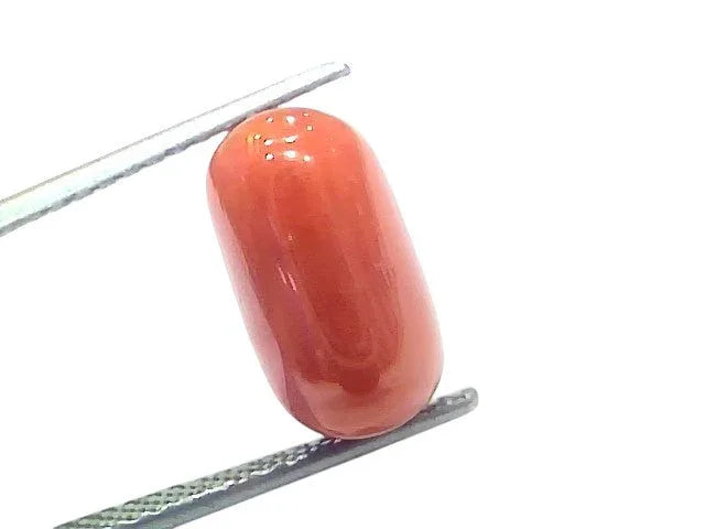 6.96 Ct 7.71 Ratti Natural Untreated Italian Red Coral Moonga Gems - Venus Gems