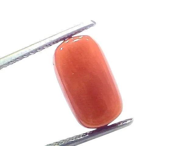6.96 Ct 7.71 Ratti Natural Untreated Italian Red Coral Moonga Gems - Venus Gems